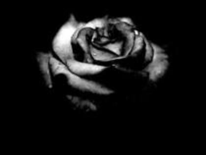 24533968_XGGHEGFNY - Black Rose