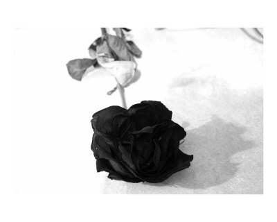 dead-black-rose-poster-b12056241 - Black Rose