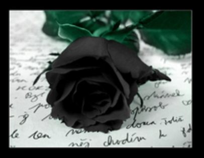 24533978_TNXDCKORF - Black Rose