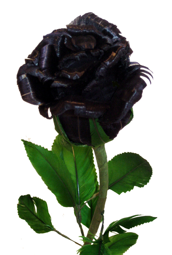 black_rose_budding