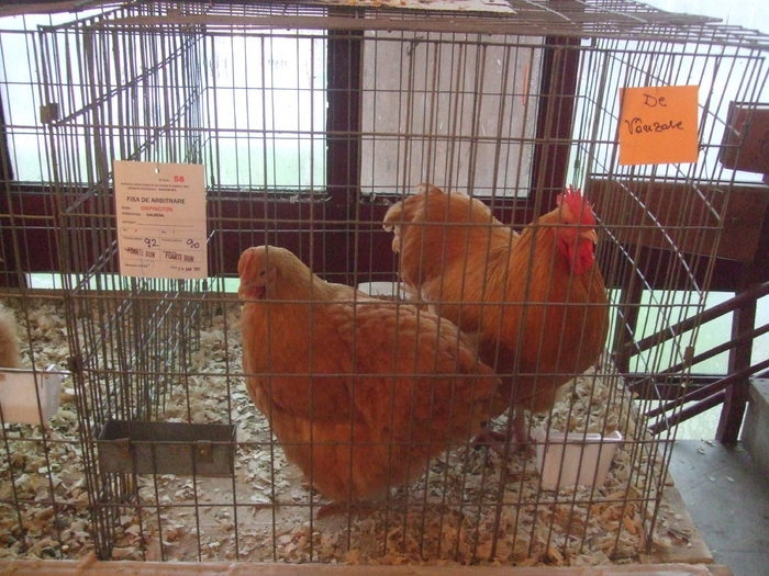 pereche opington galben