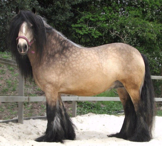 buckskin gypsy cob stallion1 - Alte frumuseti