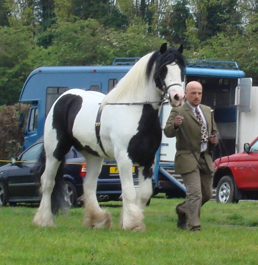 Lionheart Oswald1 - Alte frumuseti