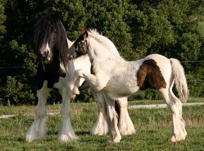 purebred-gypsy-cob-horse-for-sale-australia - Alte frumuseti