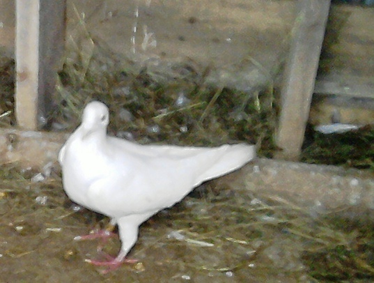 P220111_09.46_[01]hj