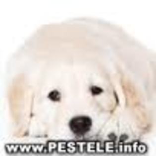 imagesCARHQT4G