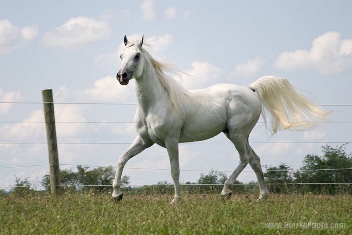 1221-Proud-Arabian-Horse - cai pur sange arab