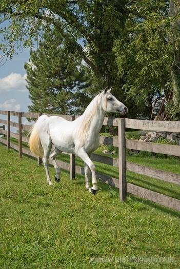 12227-White-Arabian-Horse-Looking - cai pur sange arab