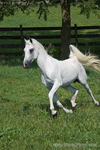 12230-Running-White-Arabian-Horse - cai pur sange arab