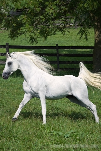 12231-Running-White-Arabian-Horse - cai pur sange arab