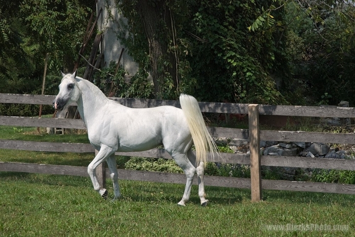 12232-White-Arabian-Stallion-Standing - cai pur sange arab