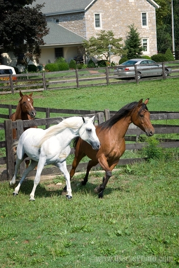 12234-Arabian-Stallion-and-Mare-Running