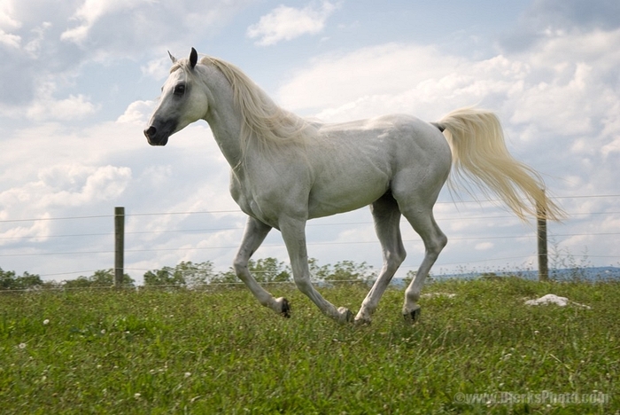 12238-White-Arabian-Horse-Trot - cai pur sange arab