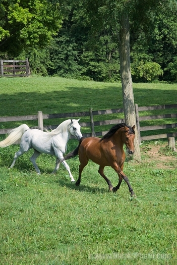 12239-Stallion-Chasing-Mare