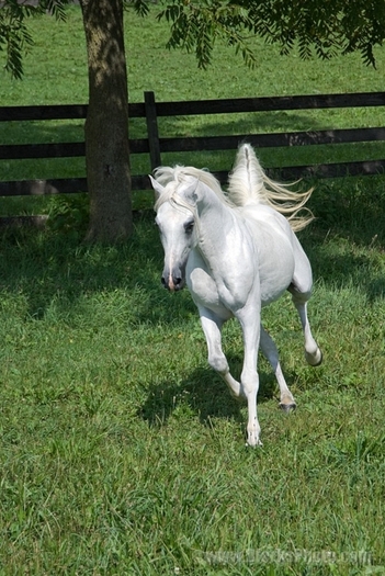 12241-White-Arabian-Horse-Running