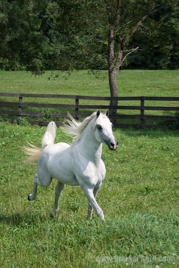 12255-Running-Arabian-Horse