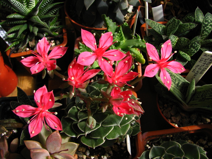 iulie 2010; Colectia Ciprian Suta
