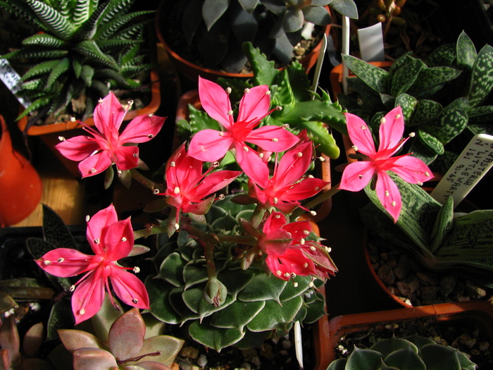 iulie 2010; Colectia Ciprian Suta
