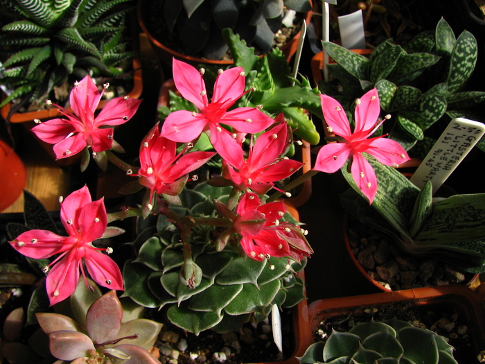 iulie 2010; Colectia Ciprian Suta
