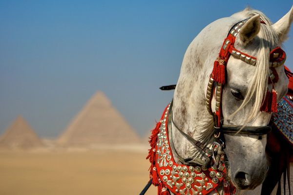 egypt-arabian-stallion-great-pyramids_29270_600x450