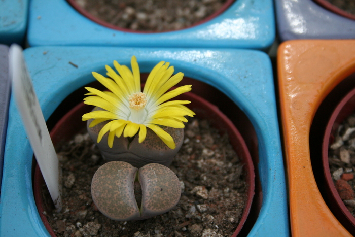 august 2010; Colectia Ciprian Suta
