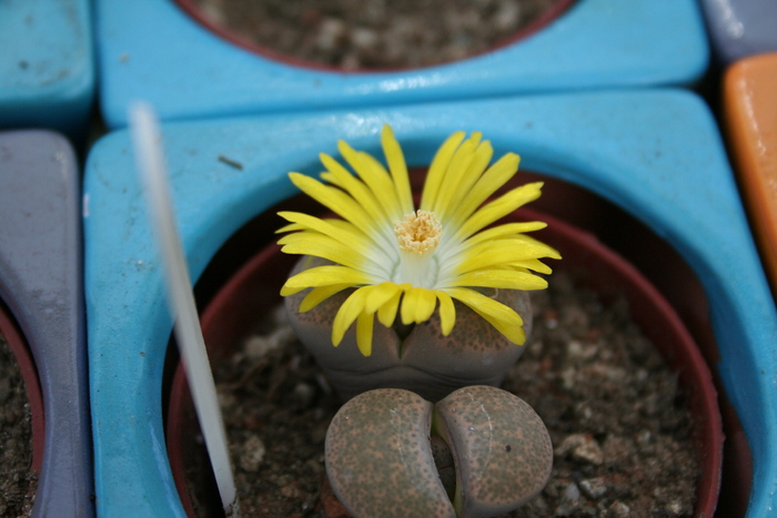 august 2010; Colectia Ciprian Suta
