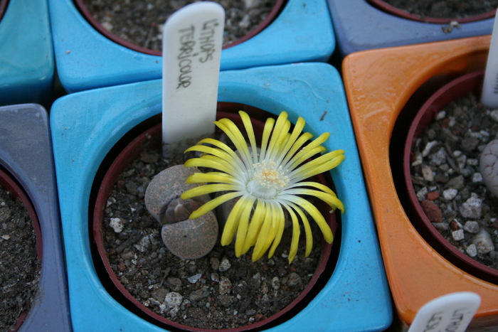 august 2010; Colectia Ciprian Suta
