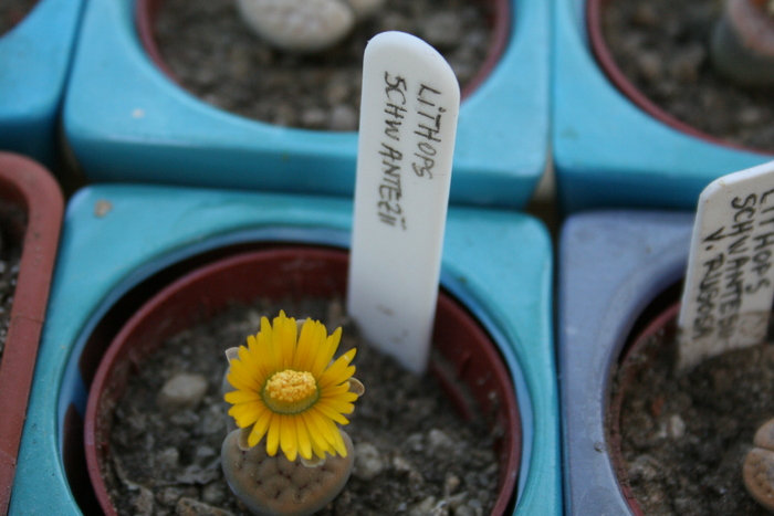 August 2010; Colectia Ciprian Suta
