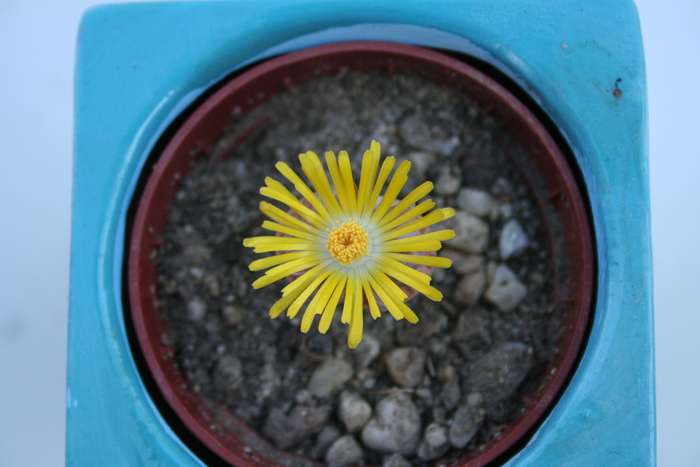 August 2010; Colectia Ciprian Suta
