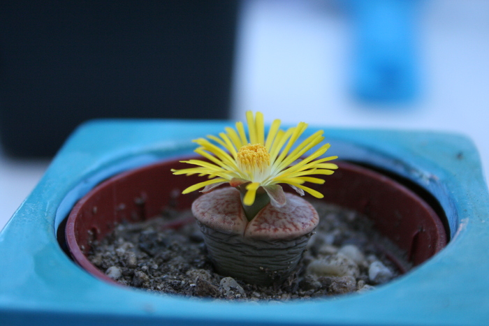 August 2010; Colectia Ciprian Suta
