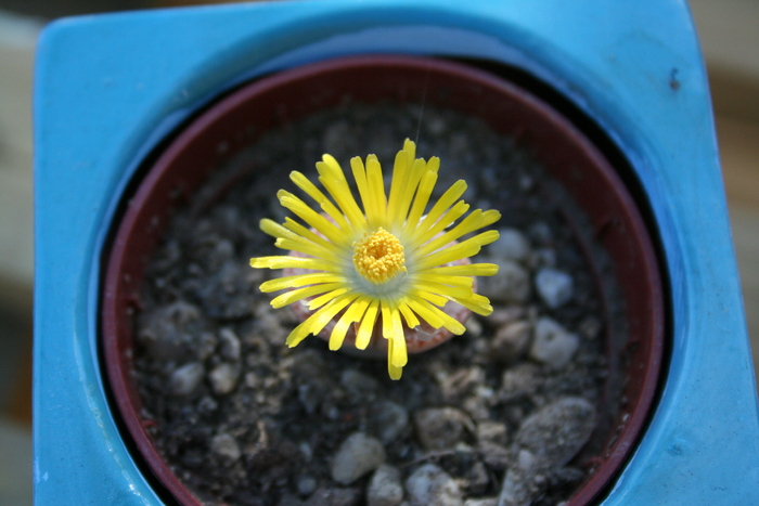 August 2010; Colectia Ciprian Suta
