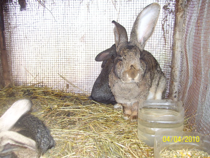 femela urias gri - iepuri 2009 pe care nu ii mai am
