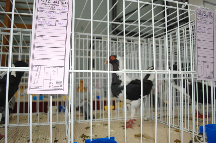 DSC_4202 - Expo 2011 Craiova