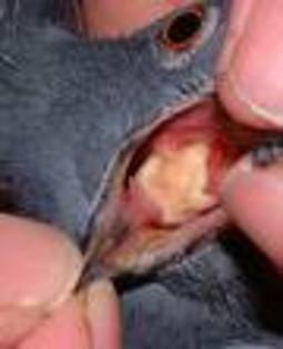 TRICOMONOZA 2 - bolile porumbeilor tratamentele si ordinea acestora inainte de vaccin