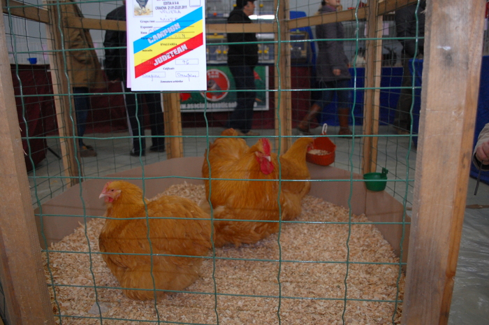 DSC_4213 - Expo 2011 Craiova
