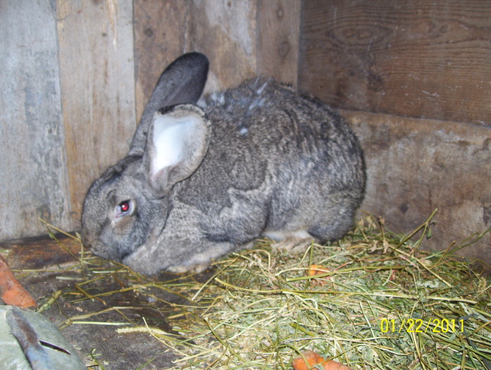 Picture 049 - poze iepuri 2011