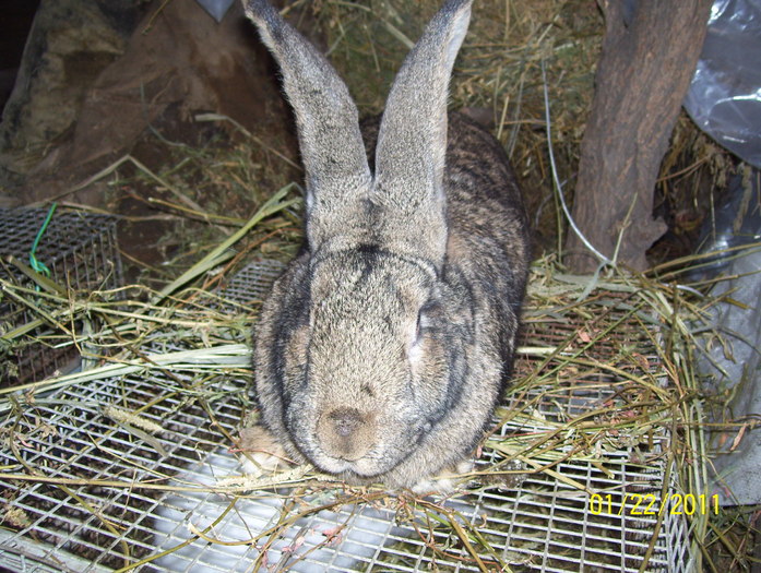 Picture 053 - poze iepuri 2011