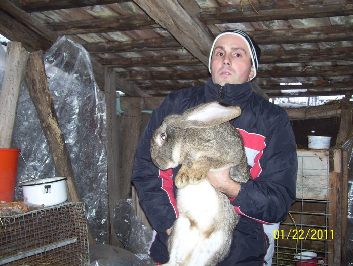 Picture 062 - poze iepuri 2011