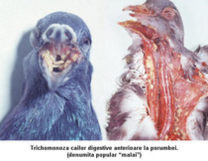 tricomonoza - bolile porumbeilor tratamentele si ordinea acestora inainte de vaccin