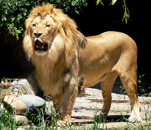 Leul - Leul Asiatic