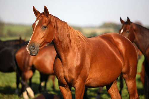 horses - Informatii generale despre cai