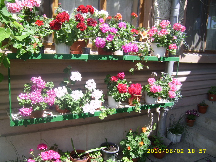 SSA41981 - Flori din gradina mea