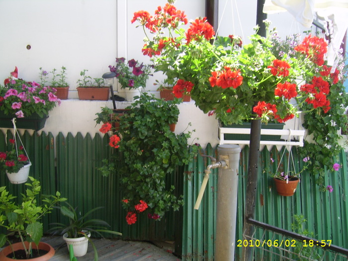 SSA41982 - Flori din gradina mea