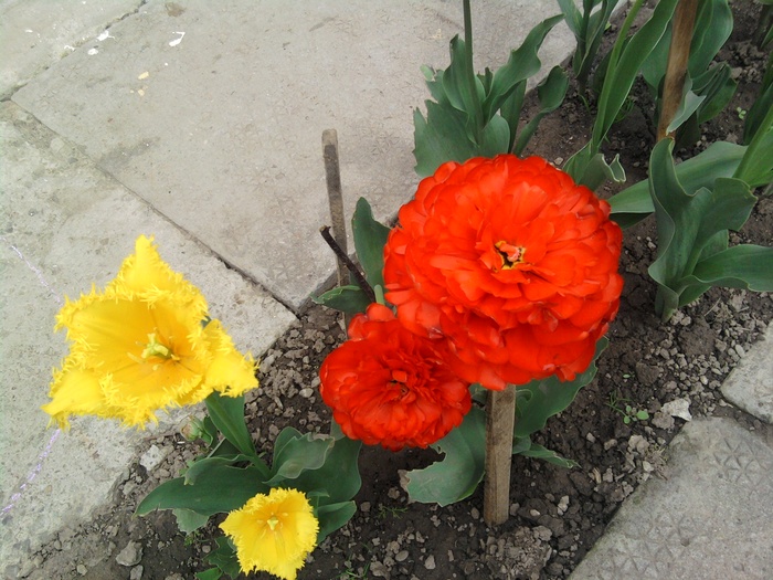 Fotografie291 - Flori din gradina mea