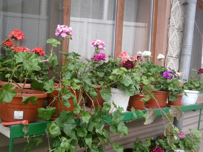 Fotografie217 - Flori din gradina mea