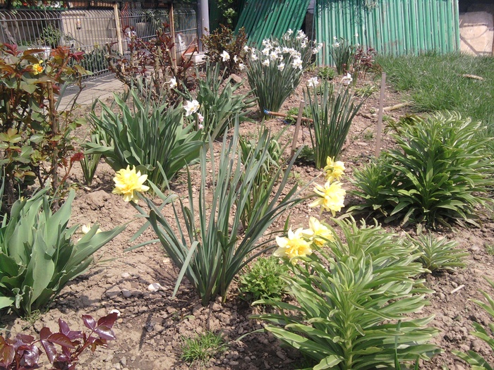 Fotografie231 - Flori din gradina mea