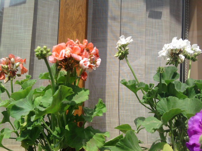 Fotografie238 - Flori din gradina mea