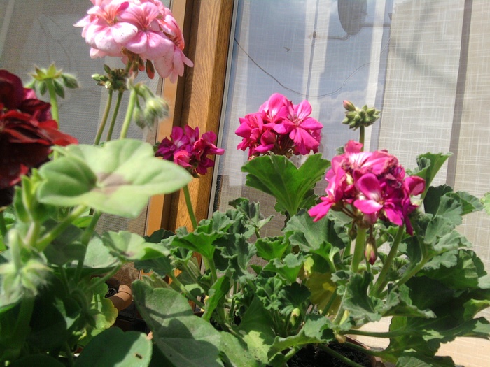 Fotografie239 - Flori din gradina mea