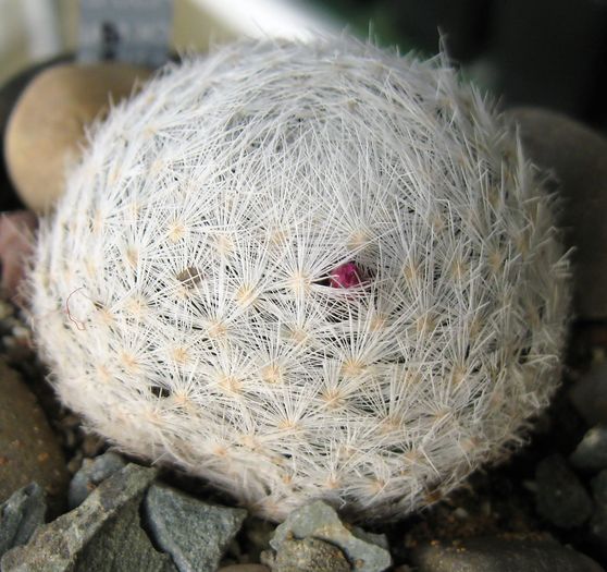 Mammillaria humboldtii-boboc decembrie 2010 - Mammillaria