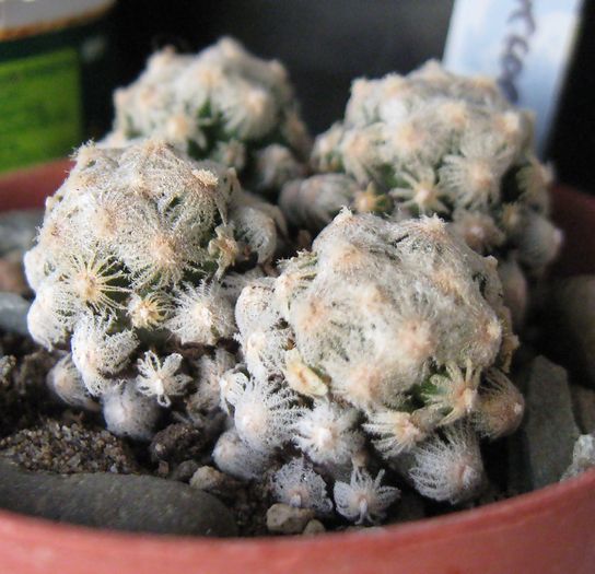 Mammillaria theresae - Mammillaria